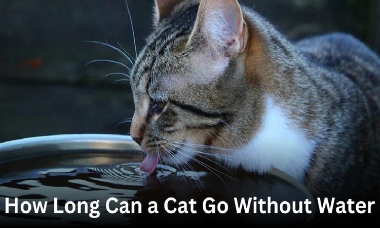 How Long Can a Cat Go Without Water