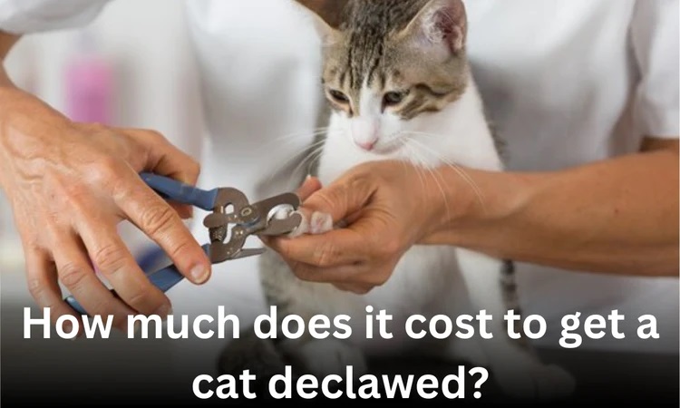 How much does it cost to get a cat declawed