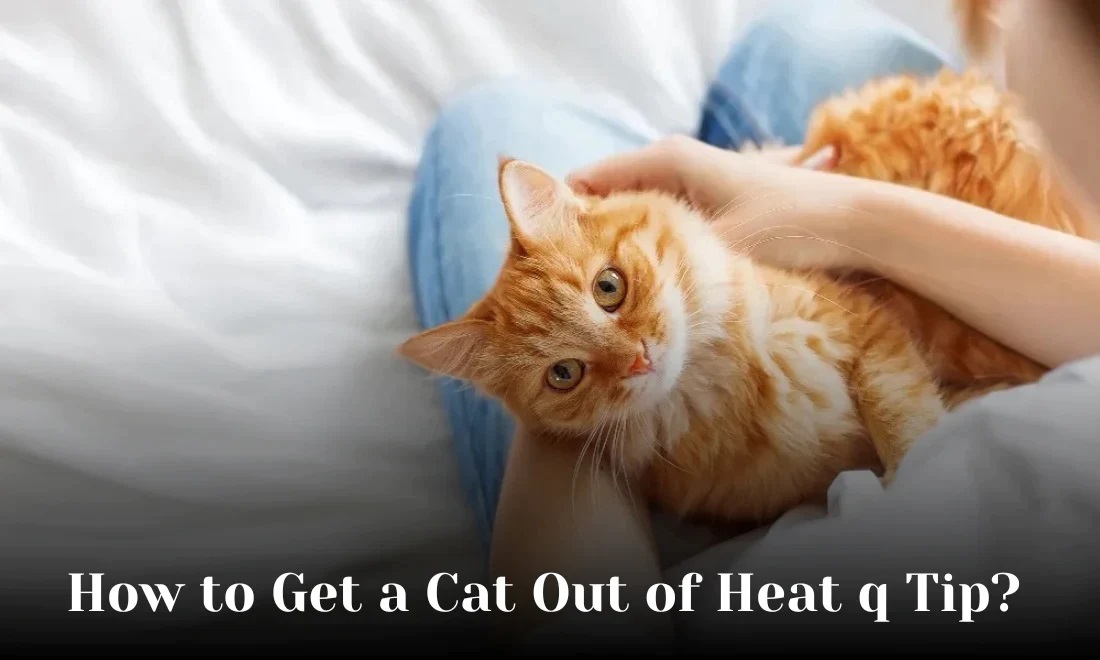 How to Get a Cat Out of Heat Q Tip? | PCH