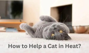 How to Help a Cat in Heat