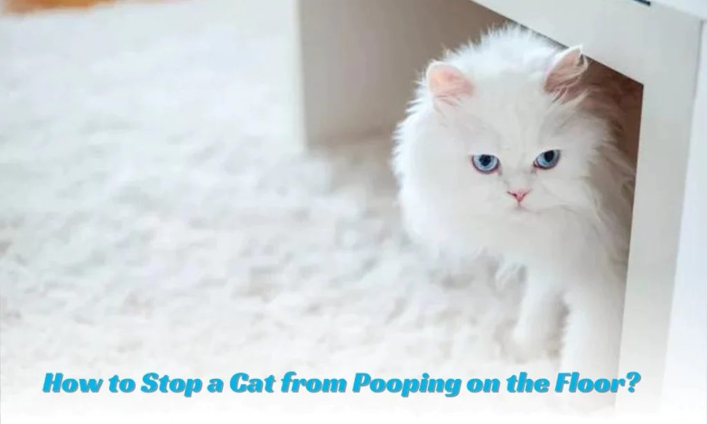 How to Stop a Cat from Pooping on the Floor