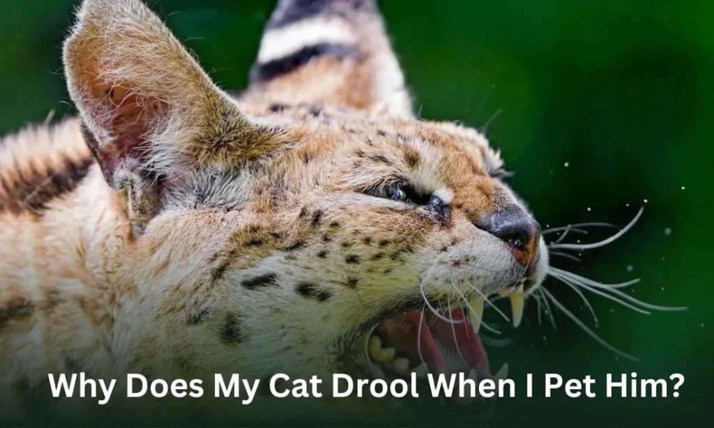 Why Does My Cat Drool When I Pet Him