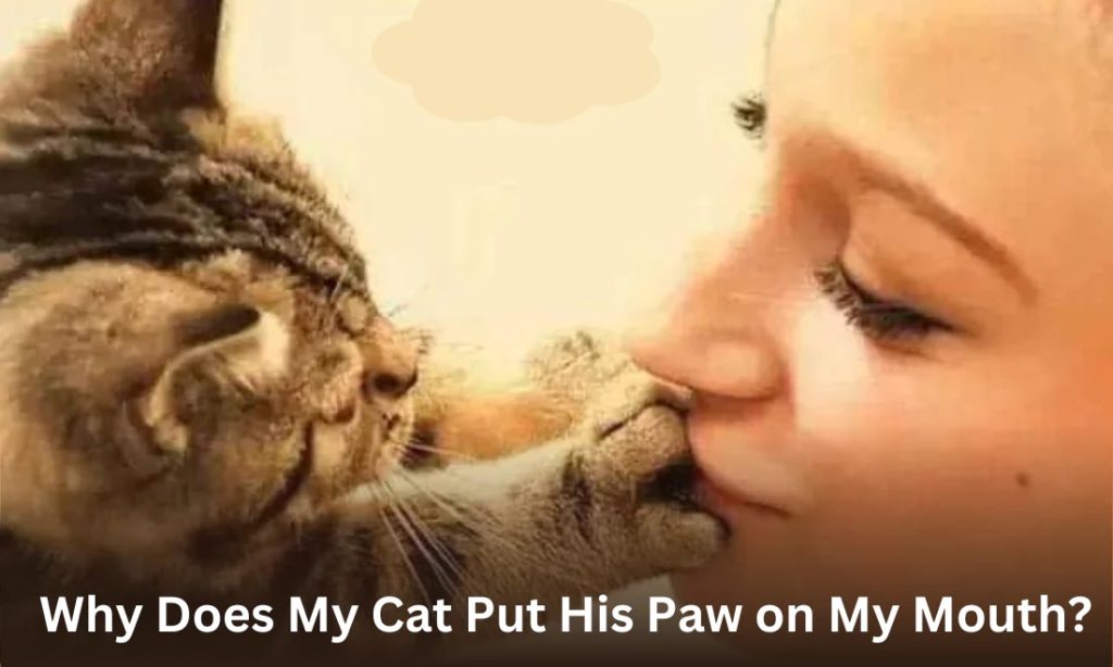 Why Does My Cat Put His Paw on My Mouth