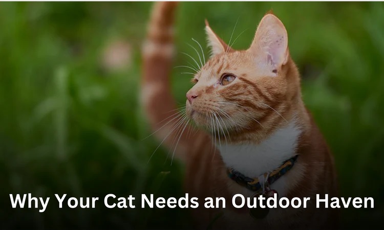 Why Your Cat Needs an Outdoor Haven