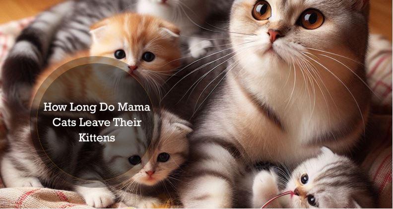How Long Do Mama Cats Leave Their Kittens