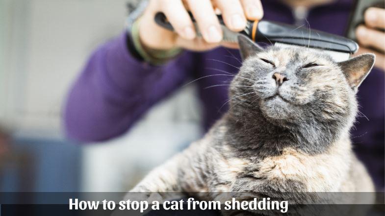 how to stop a cat from shedding