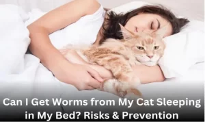 Can I Get Worms from My Cat Sleeping in My Bed