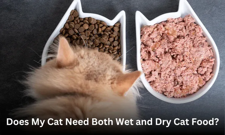 Does My Cat Need Both Wet and Dry Cat Food