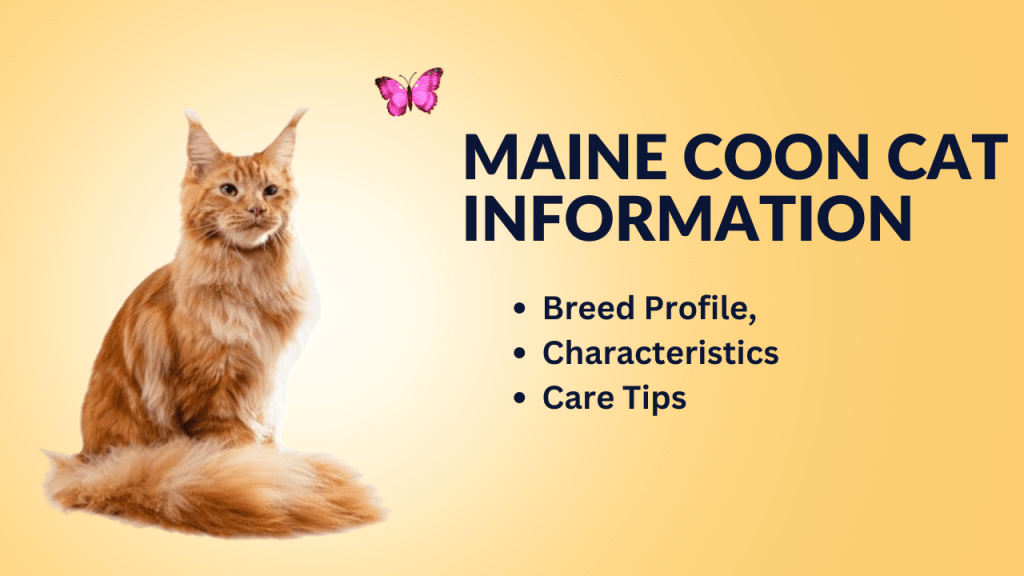 Maine Coon Cat Information