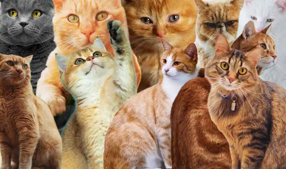 1000+ Best Unique Cat Names (Male & Female) for 2025