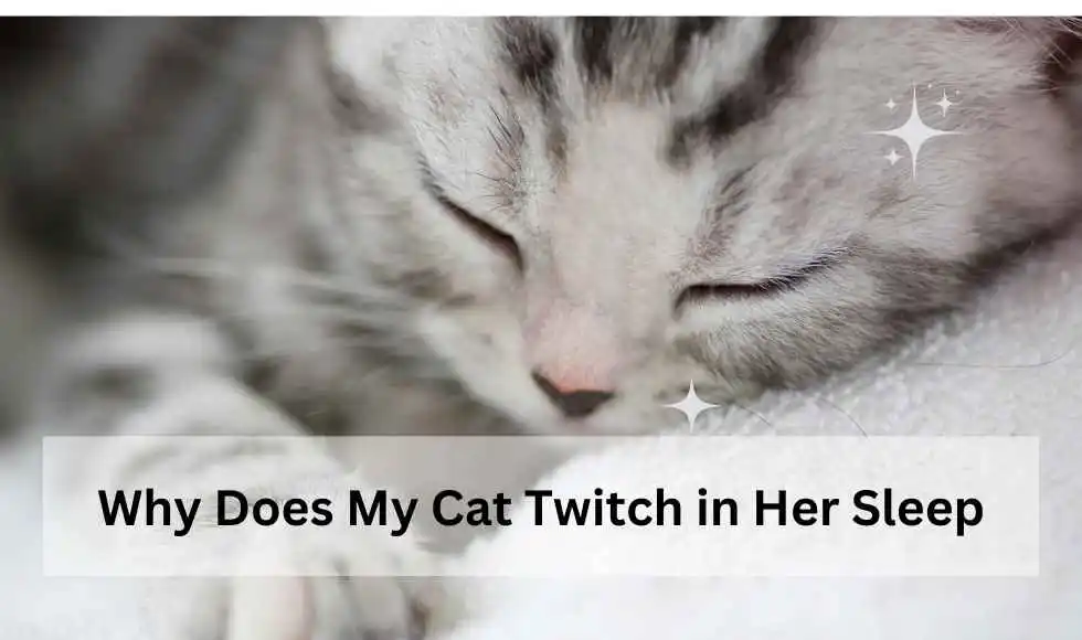 Why Does My Cat Twitch in Her Sleep