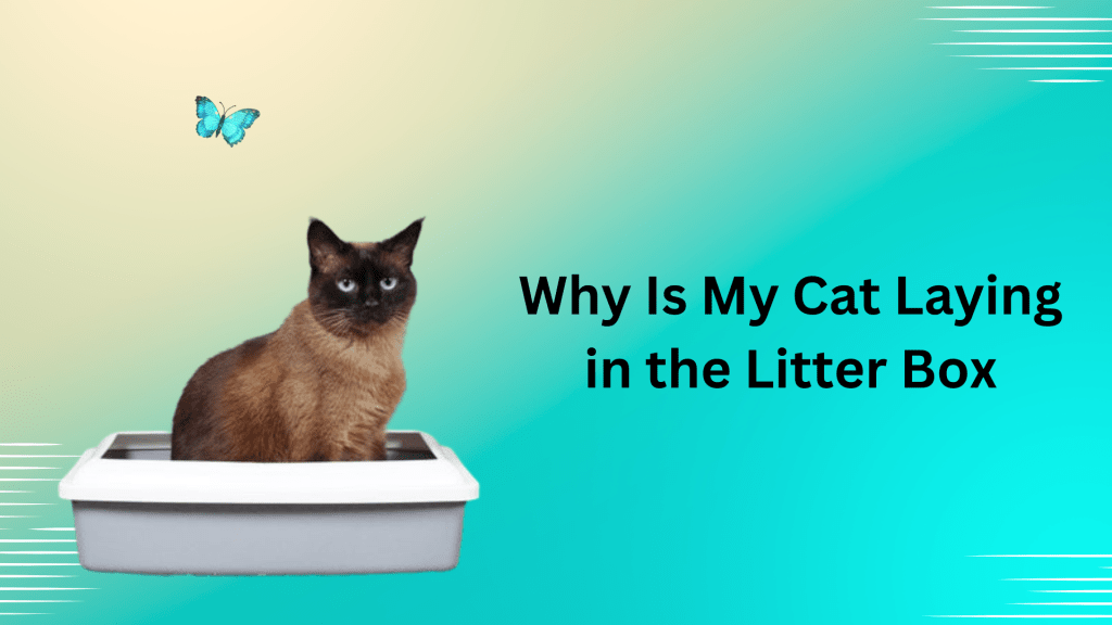 Why Is My Cat Laying in the Litter Box