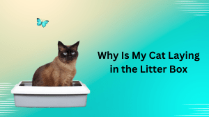 Why Is My Cat Laying in the Litter Box