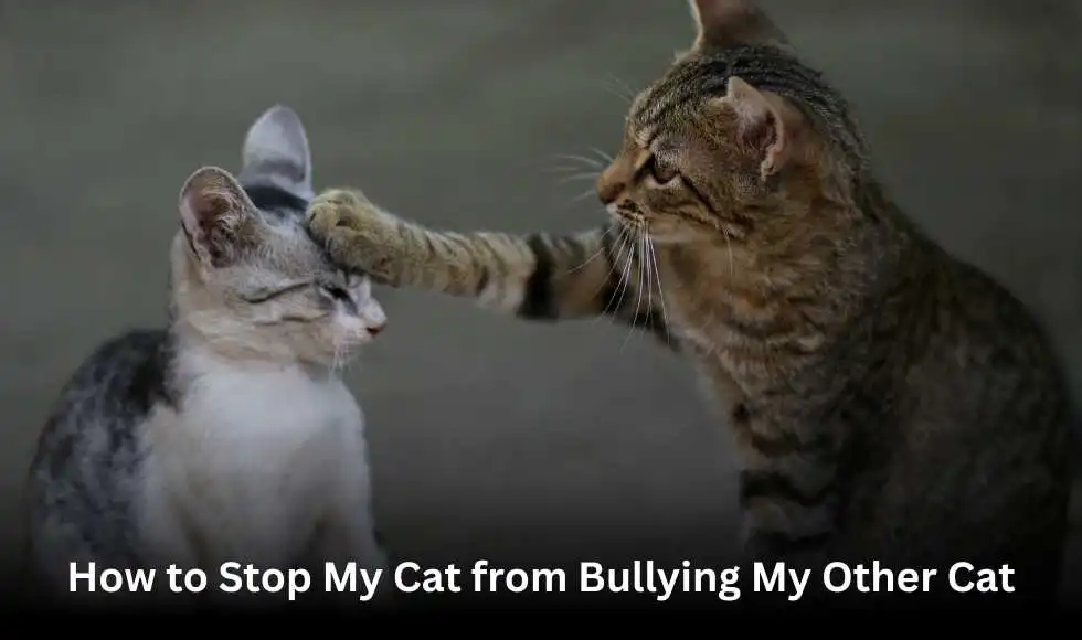 How to Stop My Cat from Bullying My Other Cat