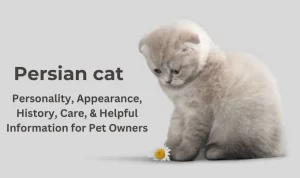 Persian Cat