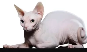 Sphynx Cat
