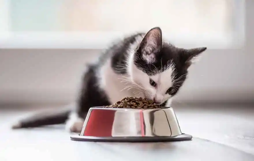 Dry vs. Wet Cat Food