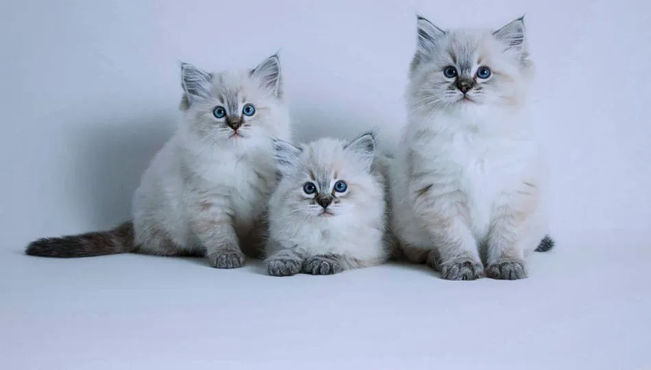 Ragdoll Cat Breed Profile, Characteristics & Care