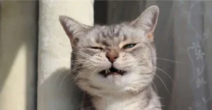 Why is My Cat Sneezing so Much