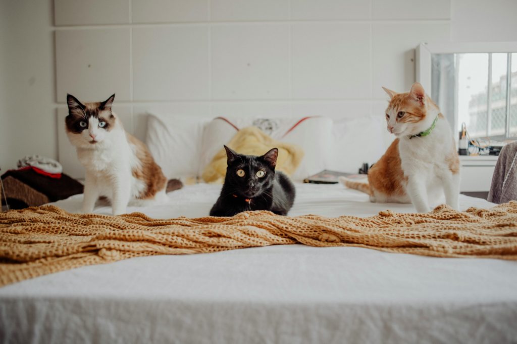 Cat Breeds