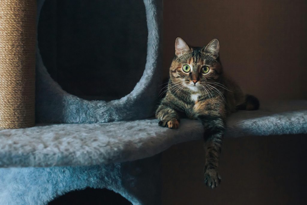 Choose the Right Scratching Post for Your Cat