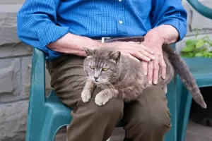 What Do Cats See Us As