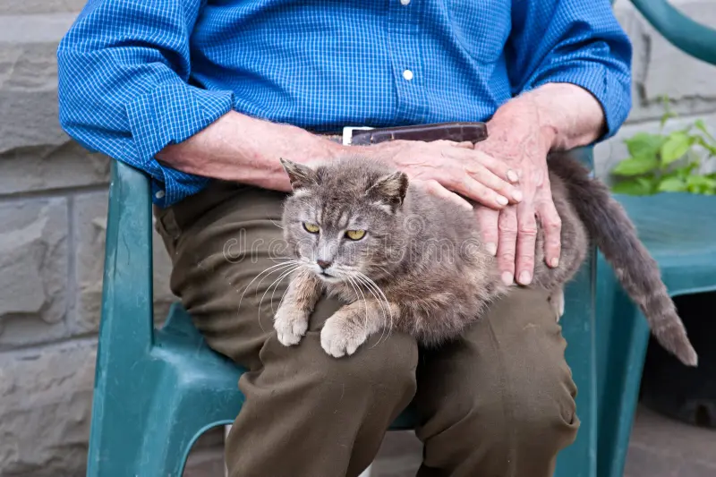 What Do Cats See Us As