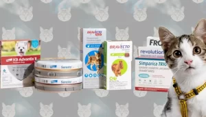 Best Flea Control Products for Cats