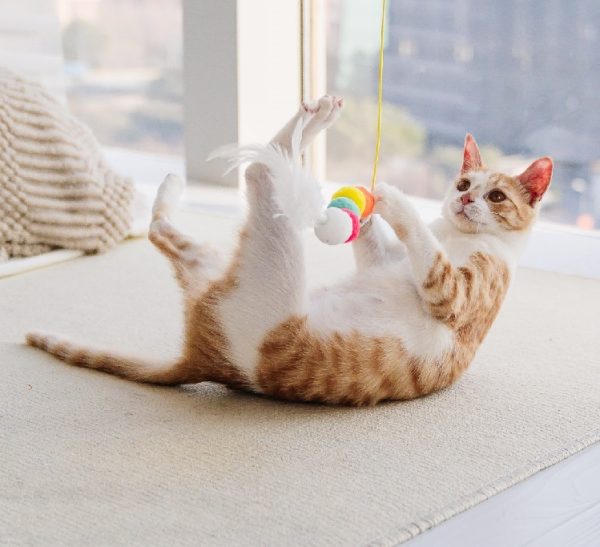PIMTAACO 3PCs Cat Toys Set, Interactive Swing Cat Toy with Feather, Elastic Rope, and Telescopic Hanging Fun for Cats - Image 9