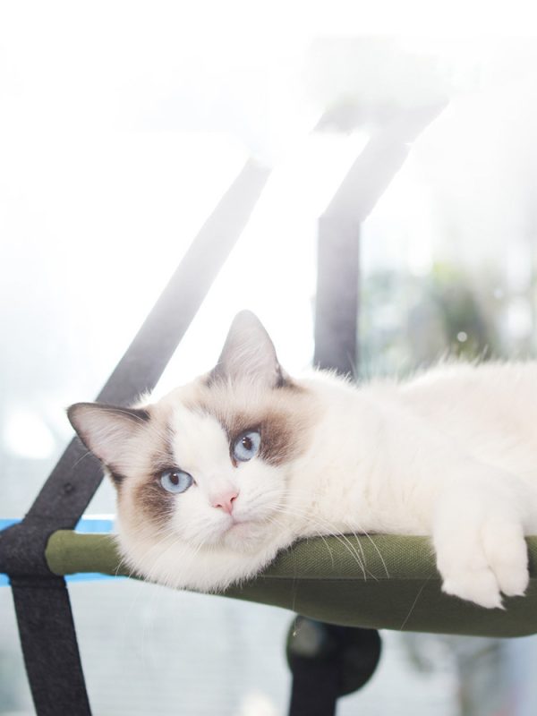 Cat Hammock, Pet Bed Cat Hanging Litter Suction Cup Type Window Sill Cat Swing - Image 5
