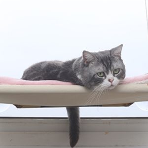 Cat Hammock Nest Hanging Bed for Window | PVC Mesh Cloth, Steel Wire Rope, Suction Cup | Small Pet Nest Holds up to 17.5kg