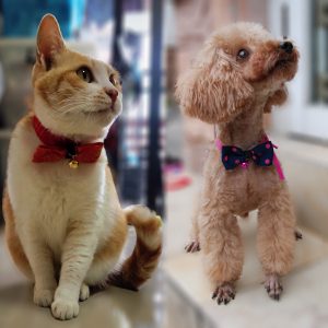 Adjustable Pet Bow Tie for Dogs and Cats, Polyester Bow with Copper Bell and, Neck Strap Fits Up to 22 Inches