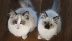 8 Feline Emotions