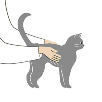 Underweight cat with visible ribs and spine showing signs of unhealthy weight loss.