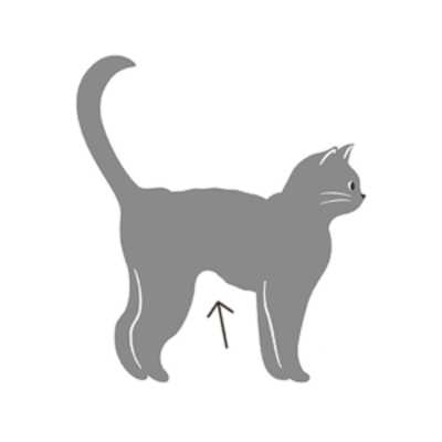 Side view of a skinny cat with tucked abdomen indicating an underweight body condition
