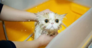 Which are the Best Shampoo for Persian Cats