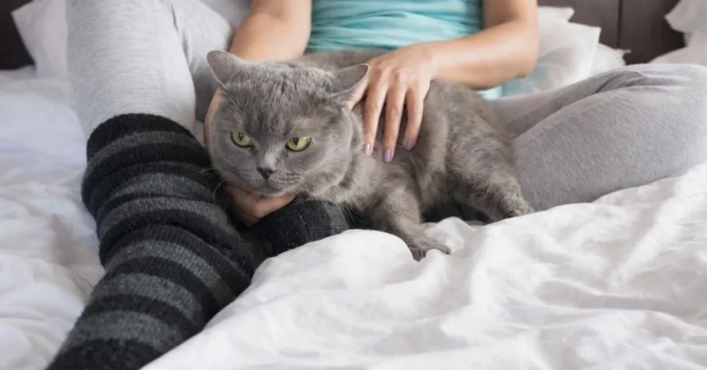 Can I Get Worms from My Cat Sleeping in My Bed