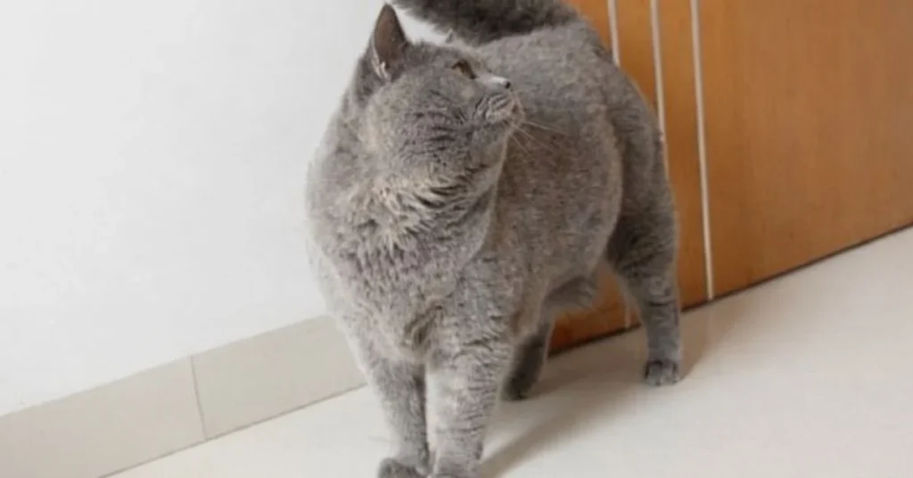 How Do Indoor Cats Get Worms