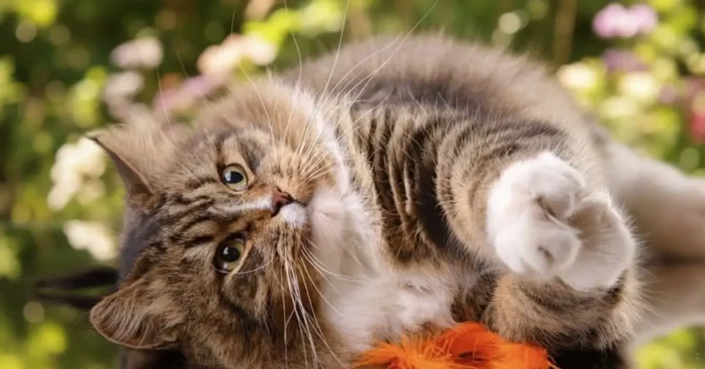 When Can Cats Have Catnip? Safe Age for Kittens | PCH