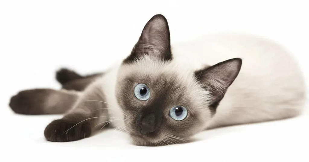 Sleek Siamese cat with blue eyes sitting on a cushion, showing its appearance and friendly personality