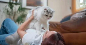 How Often Should You Play With Your Cat
