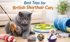 British Shorthair cat with interactive toys