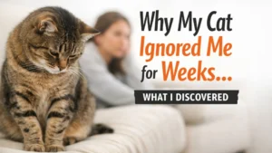 Cat sitting at a distance and avoiding eye contact with its owner, showing sudden emotional detachment and behavioral change that reflects common reasons why cats ignore humans for extended periods.
