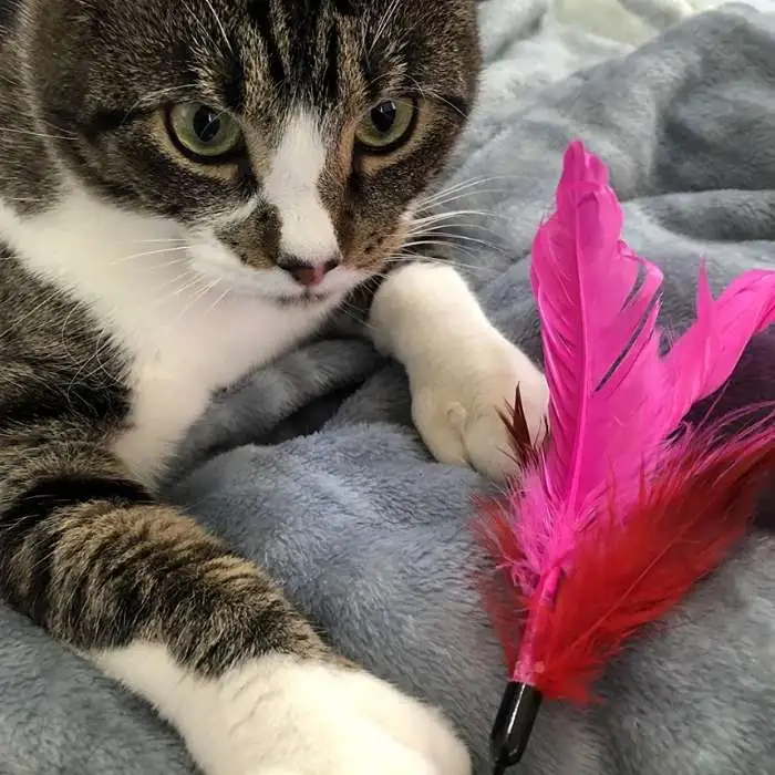 Cat Interactive Feather Toy