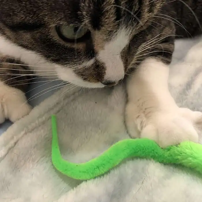 Interactive Feather Indoor Cat Toy