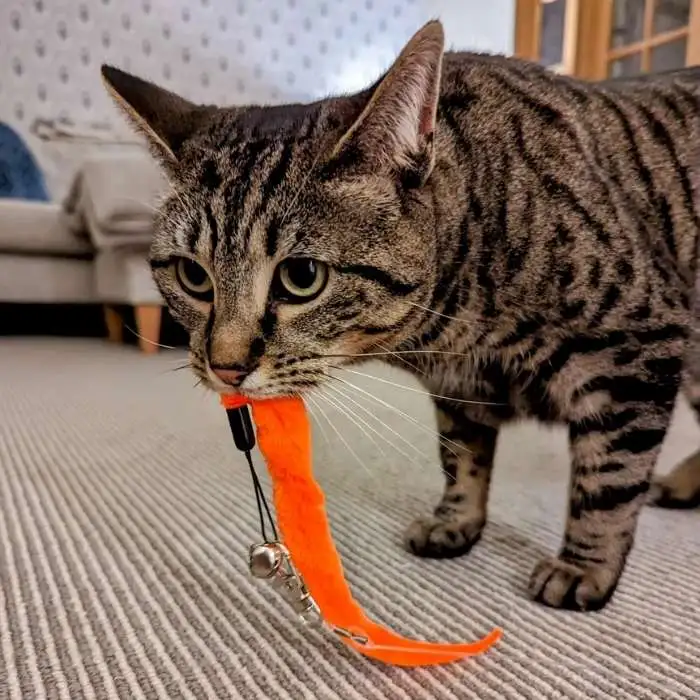 Fuzzy Worm Cat Toy